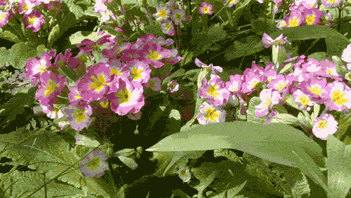 130011862343001511.gif