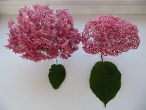 image (1).jpg