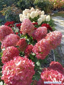 IMG_20230912_161947.jpg