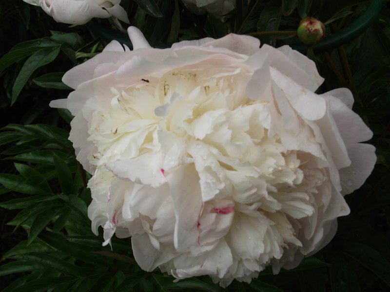 s20172.jpg