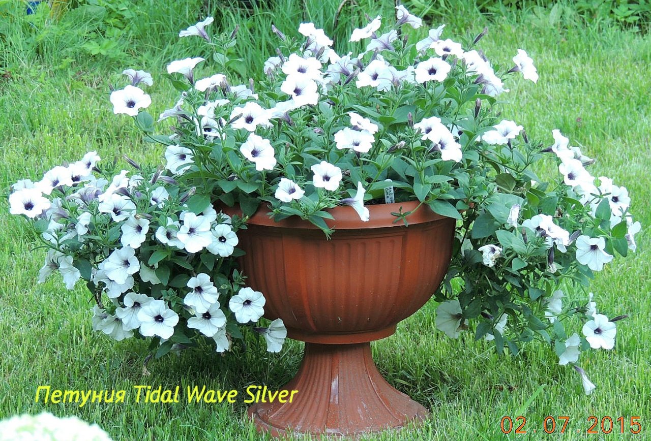 Петуния Tidal Wave Silver 1_.jpg