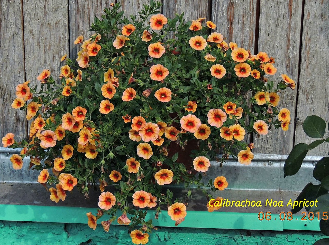 Калибрахоа Noa Apricot 1_.jpg