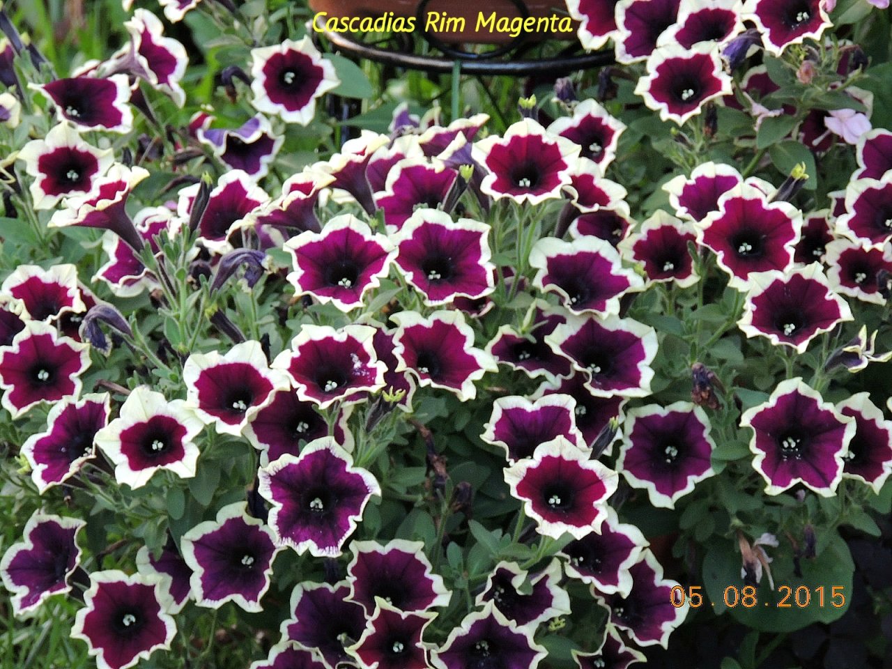Петуния Cascadias Rim Magenta 1_.jpg