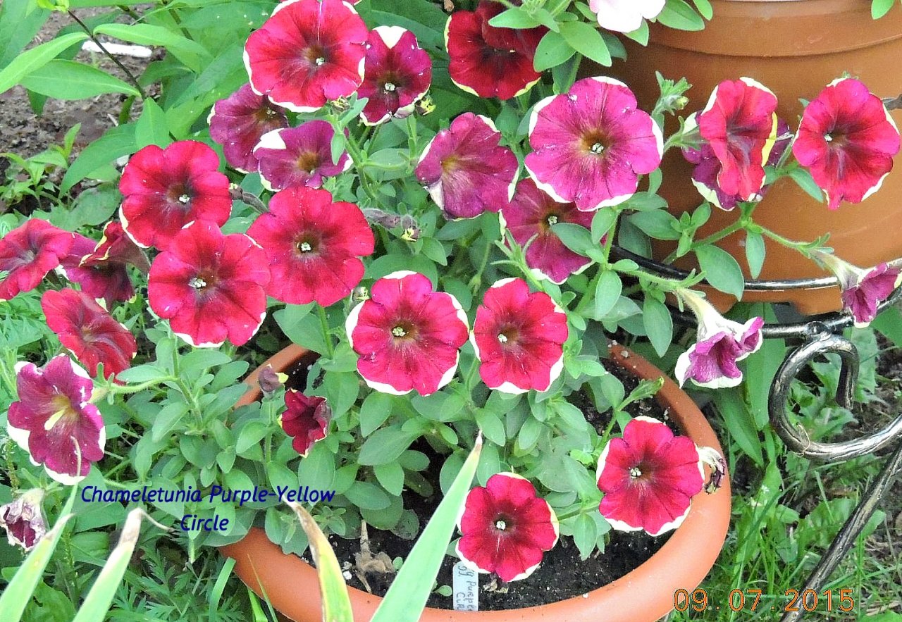 Петуния Chameletunia Purple-Yellow Circle_.jpg