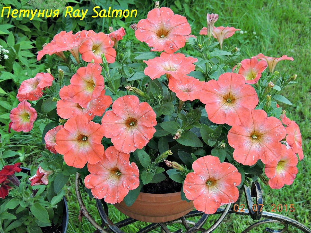 Петуния Ray Salmon_.jpg