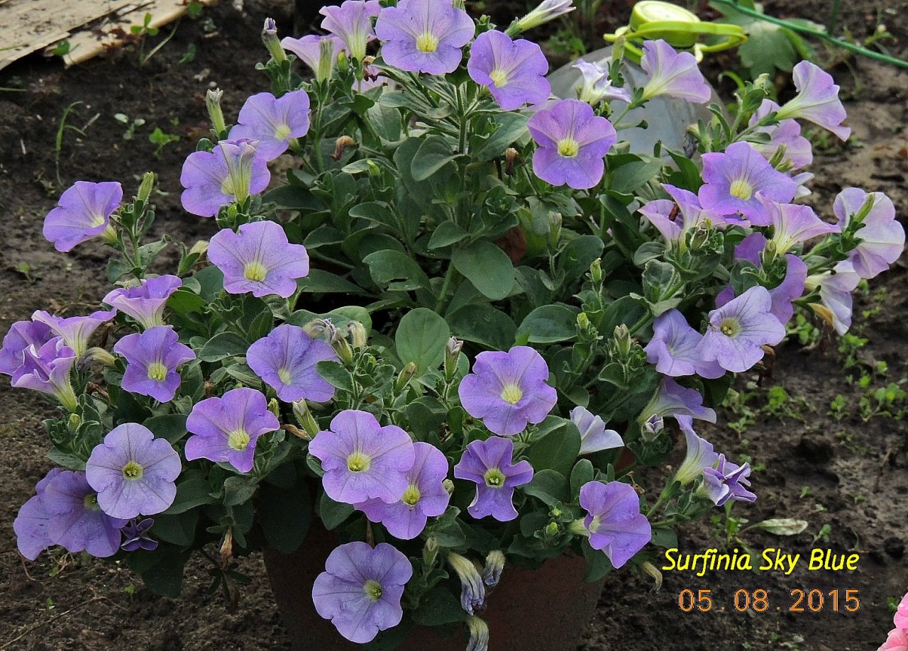 Петуния Surfinia Sky Blue_.jpg