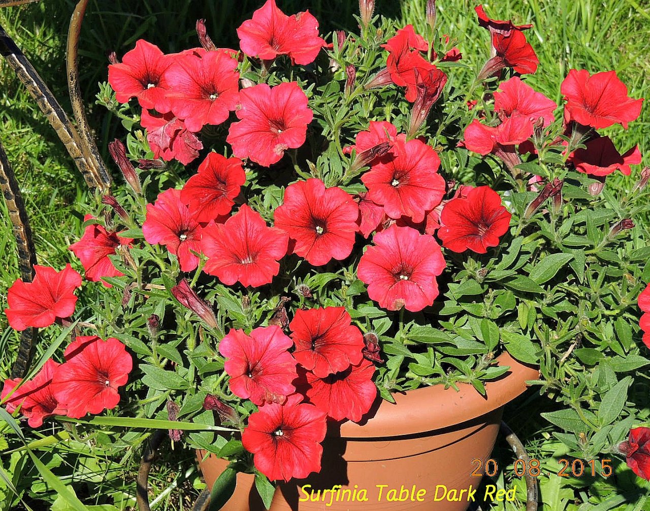 Петуния Surfinia Table Dark Red 1_.jpg