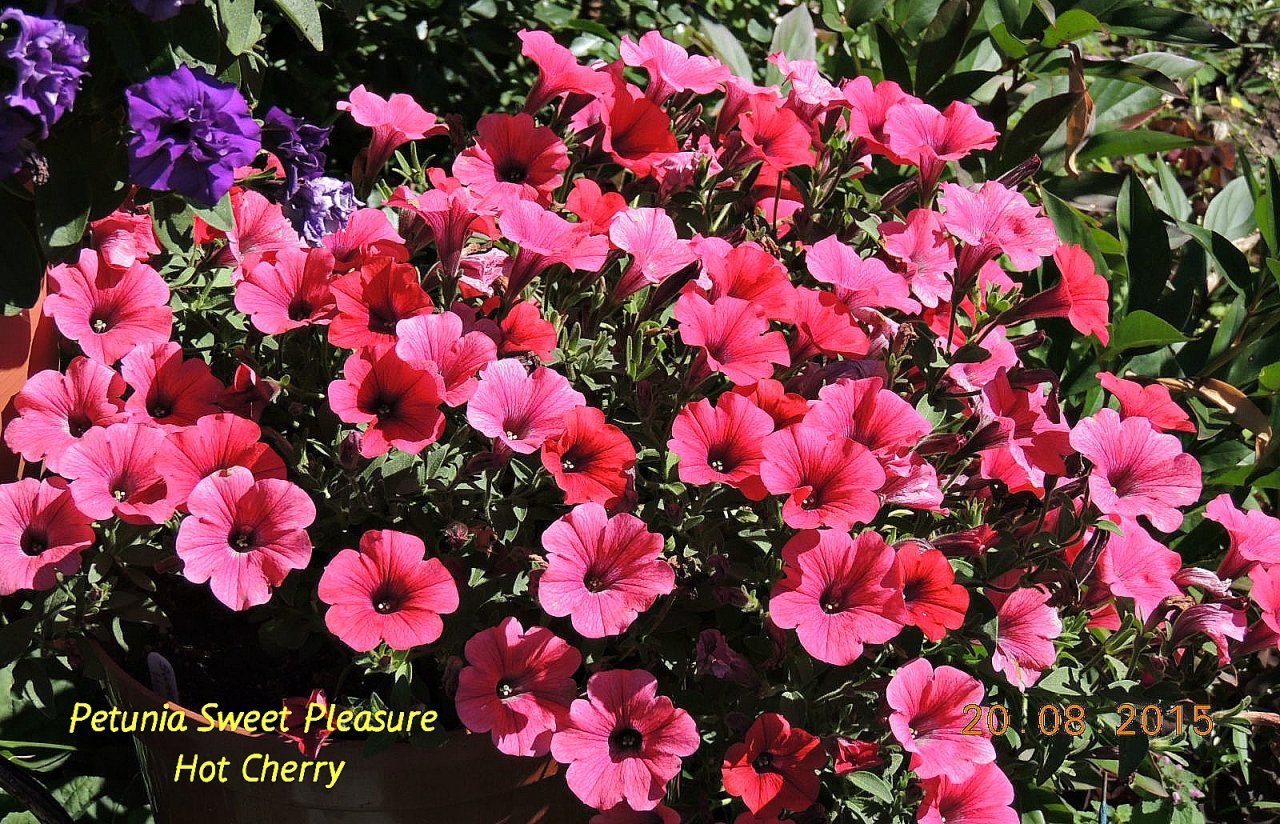 Петуния Sweet Pleasure Hot Cherry_.jpg