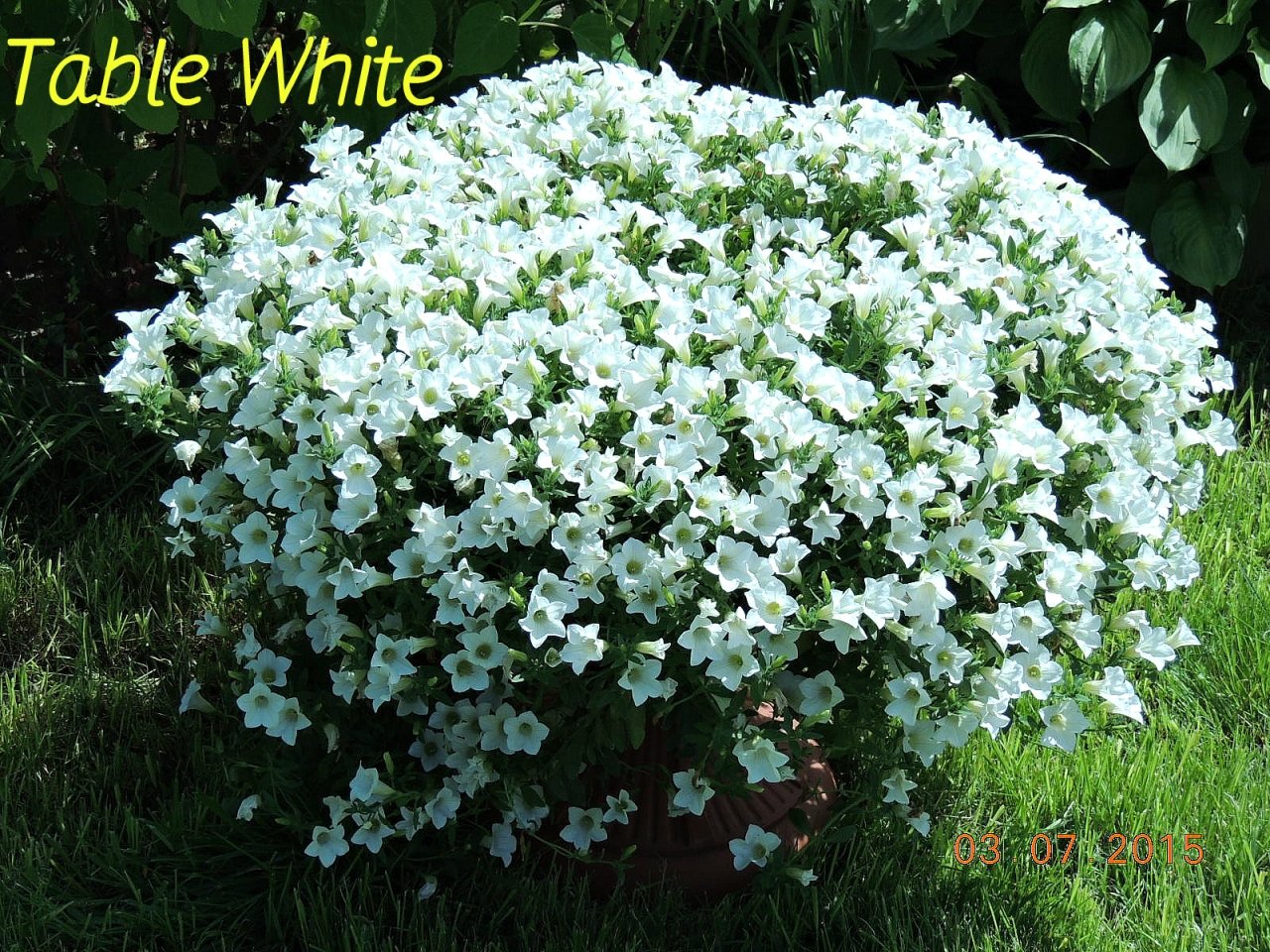Петуния Сурфиния Table White 1_.jpg