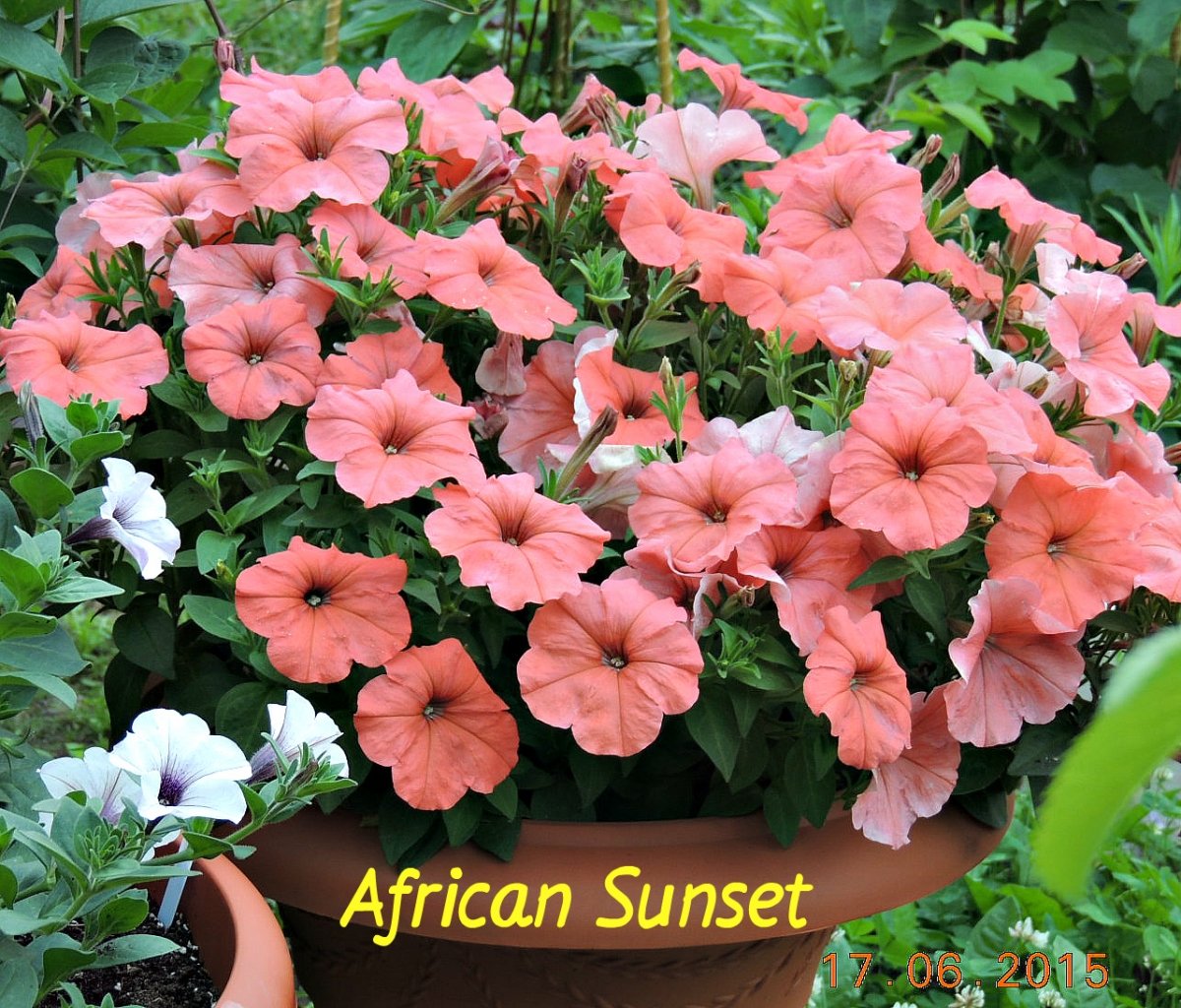 Петуния African Sunset_.jpg