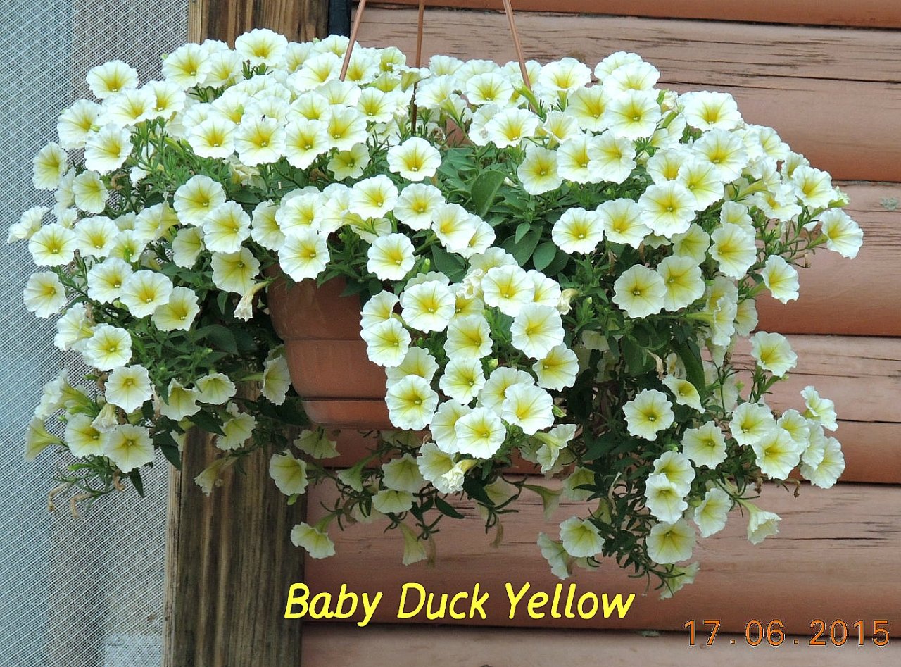 Петуния Baby Duck Yellow 1_.jpg