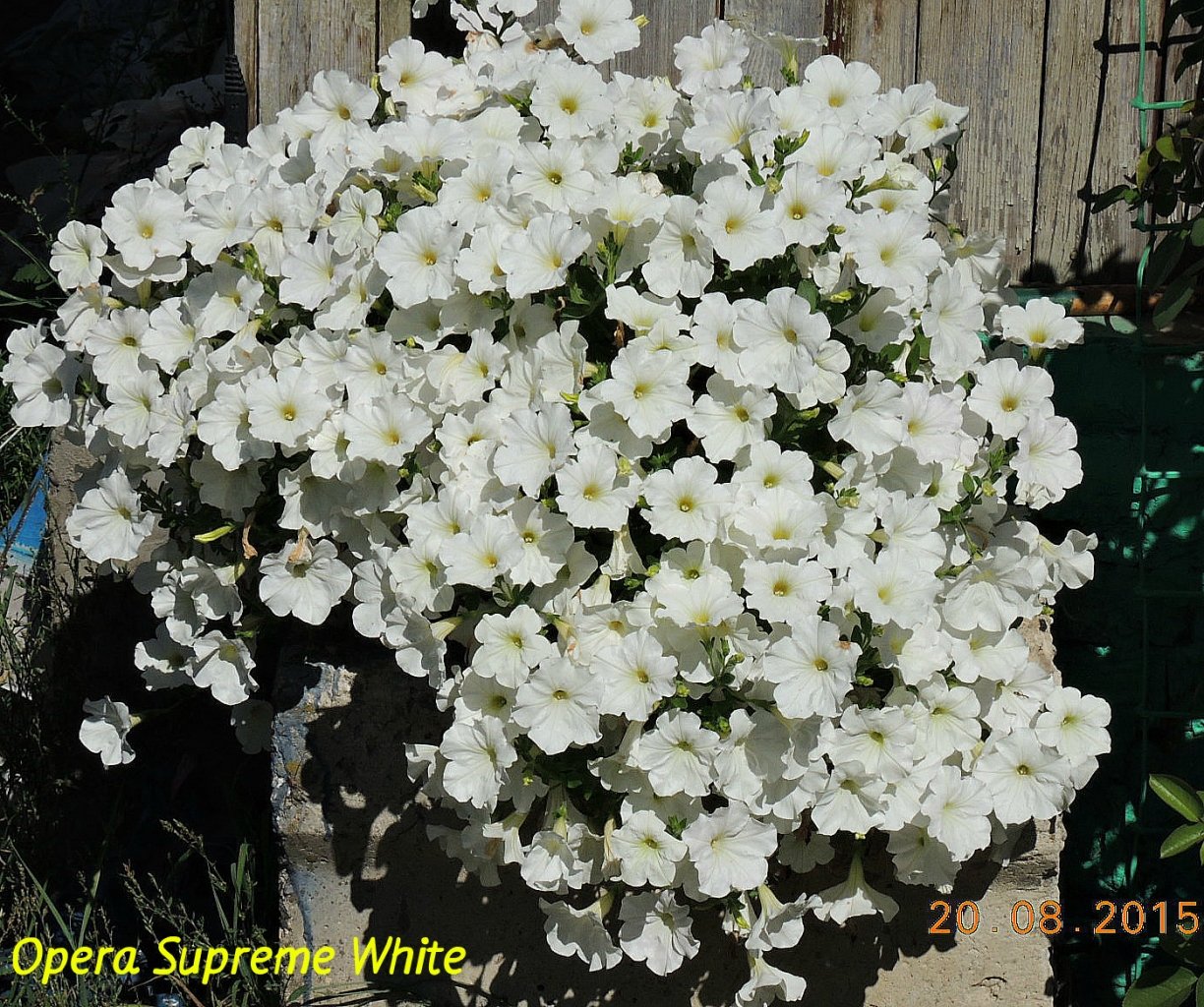 Петуния Opera Supreme White_.jpg