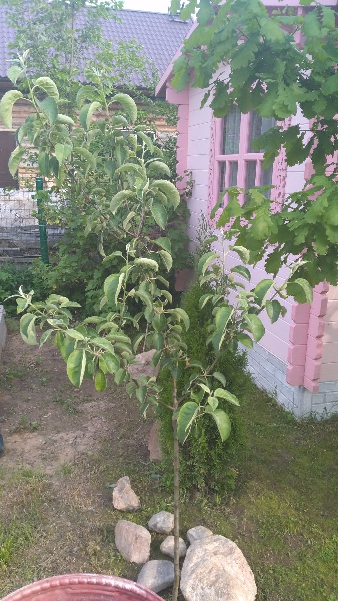 IMG_20160529_164831.jpg