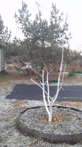 IMAG0486.jpg