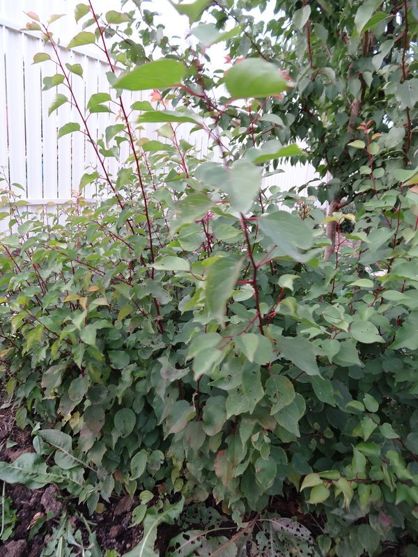 ab56483.jpg