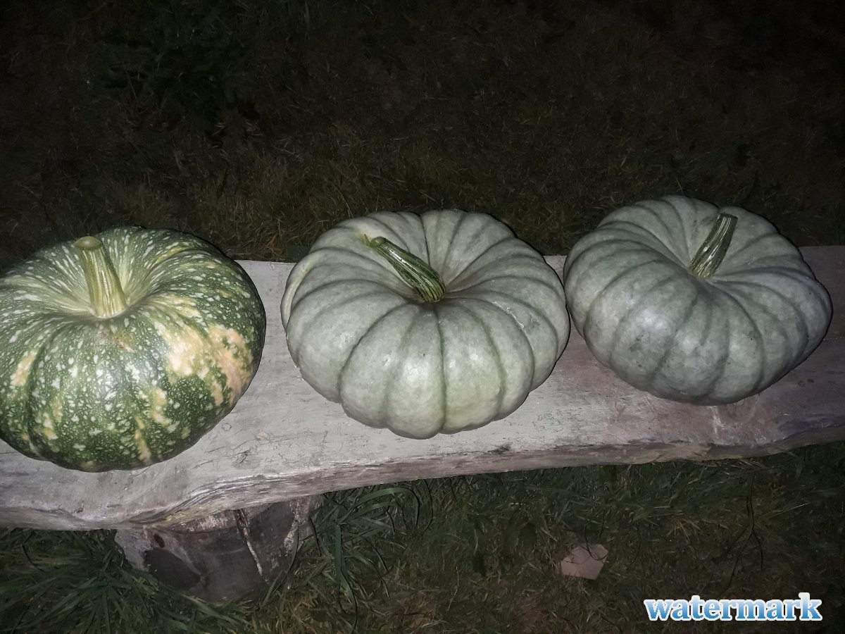 Тыквы 3.jpg