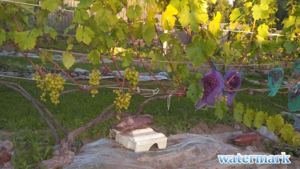 Мускат Затонский и СКМ 25.08.2019.jpg