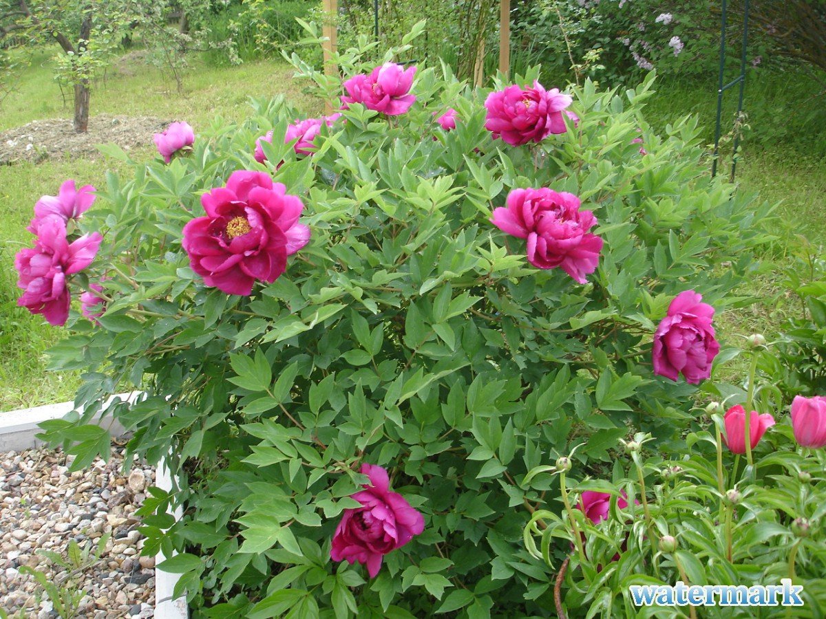 DSC07236.JPG