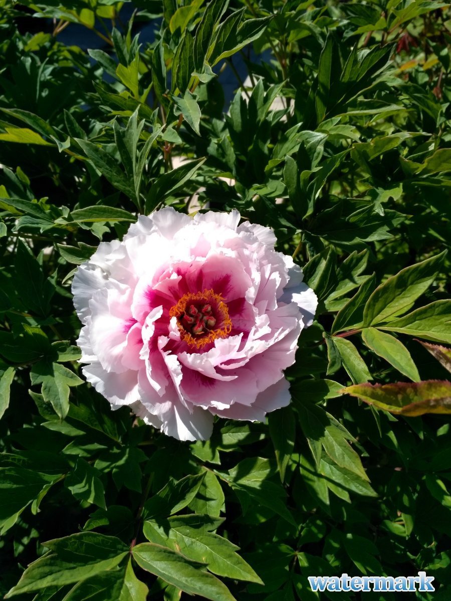 IMG_20180527_133741_HDR.jpg
