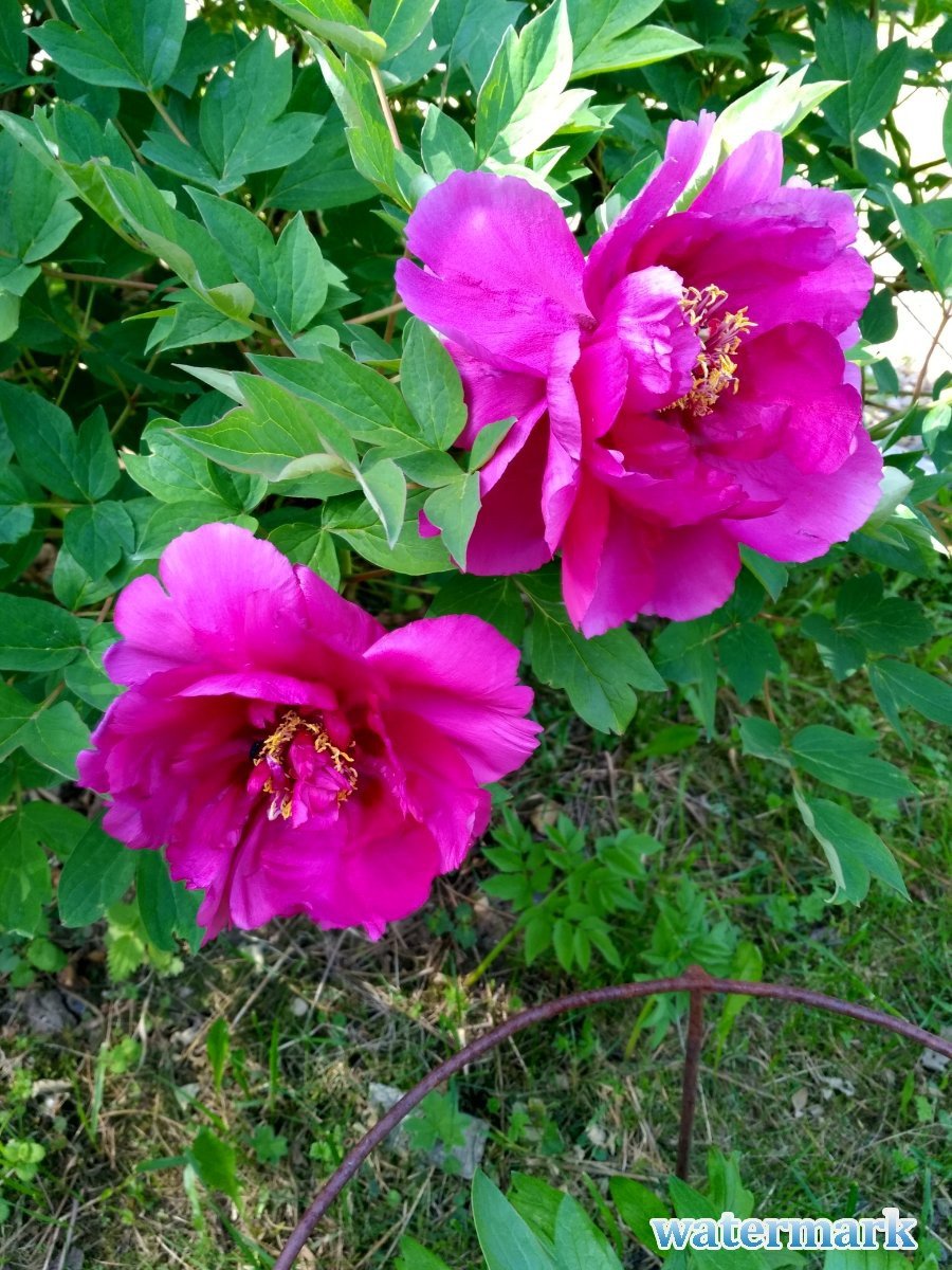 IMG_20180603_110142_HDR.jpg