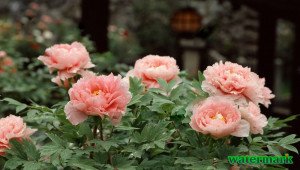 9D0C1F1B-2C92-445F-A49E-588596F0A400.jpeg