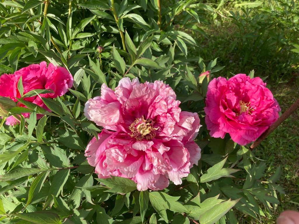 d9547860.jpg