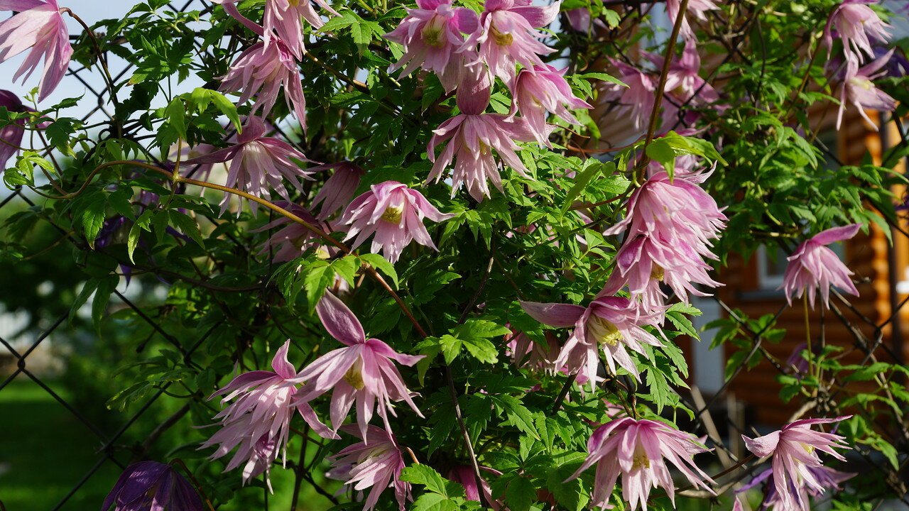 DSC03718.jpg