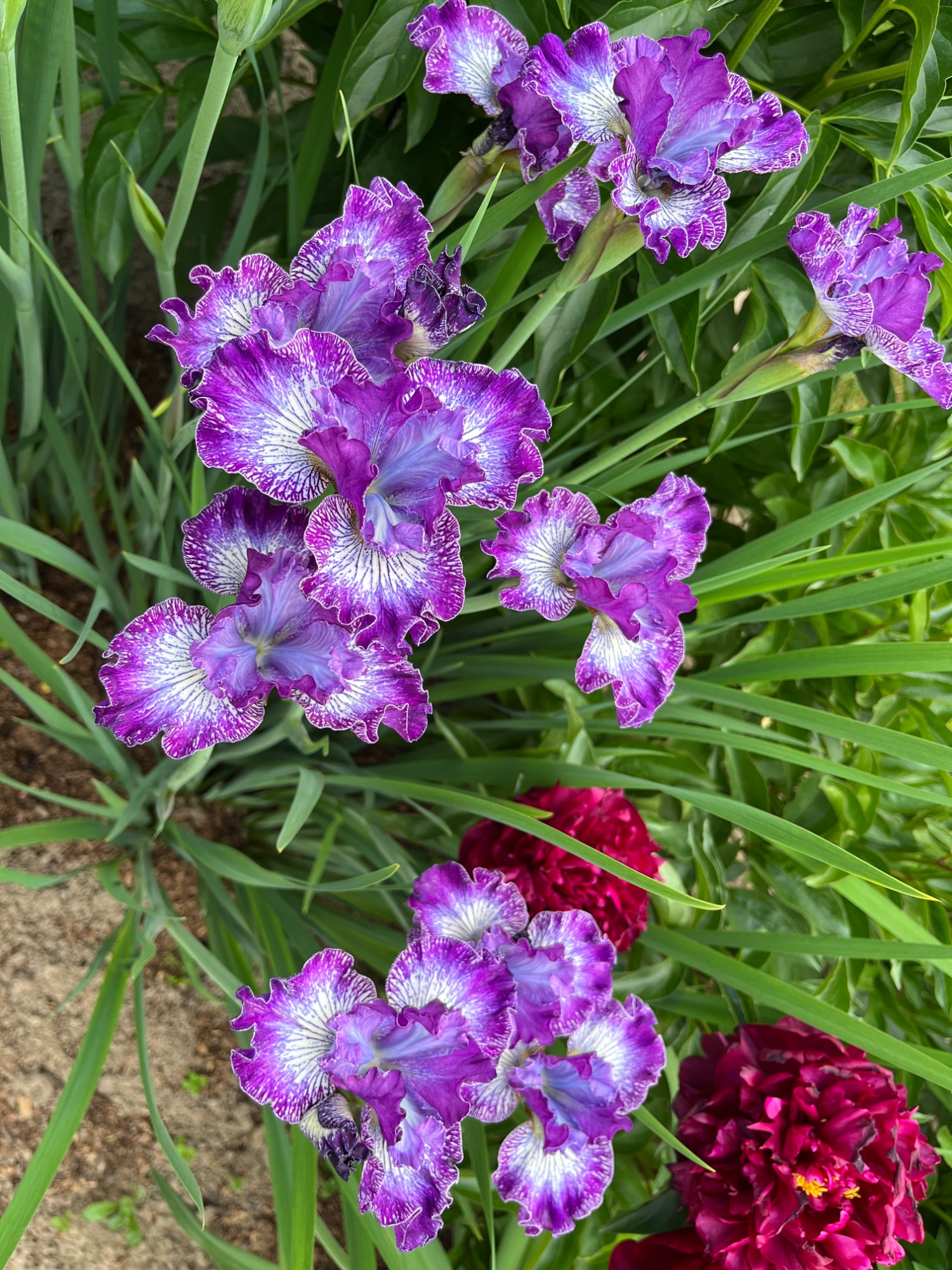 IMG_1256.jpeg
