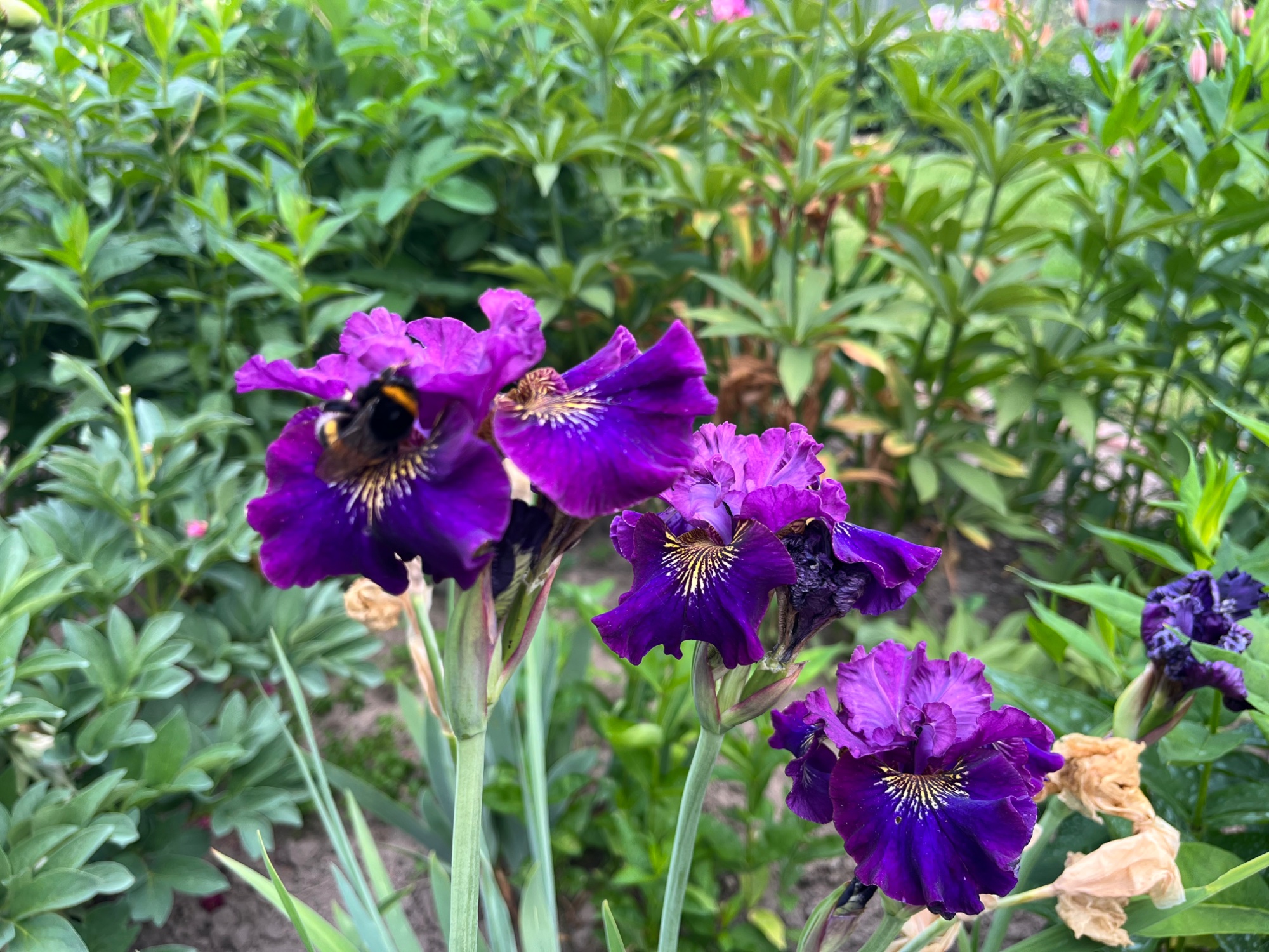 IMG_1259.jpeg