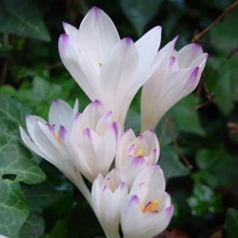 colchicum_innocence6_1024x1024_2x.jpg