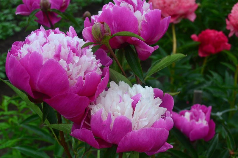 cel64.jpg