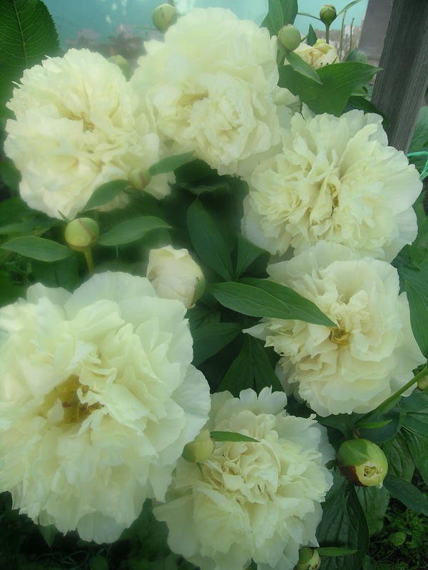 SG88.jpg