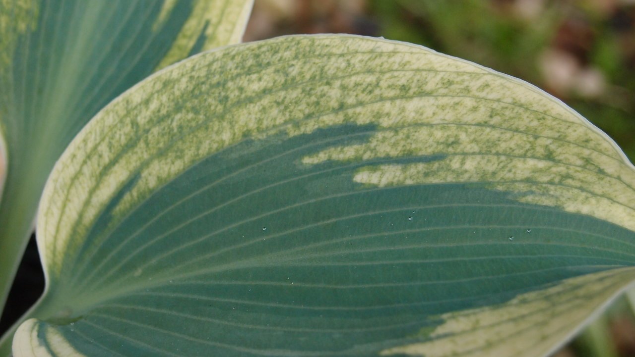 s2925543.jpg
