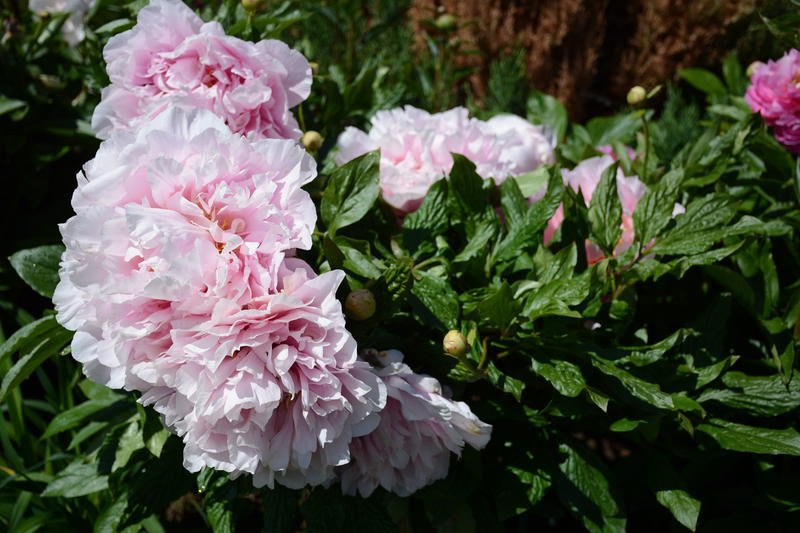 pink68.jpg