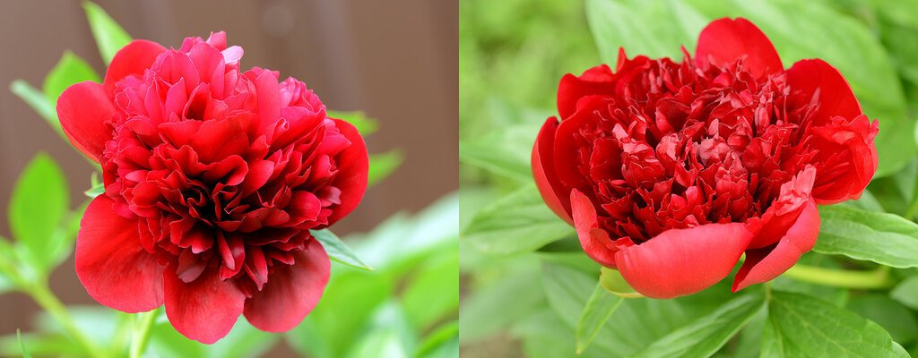 DSC_9678_Red Charm.jpg