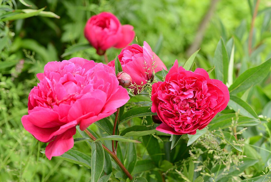 DSC_9703.jpg