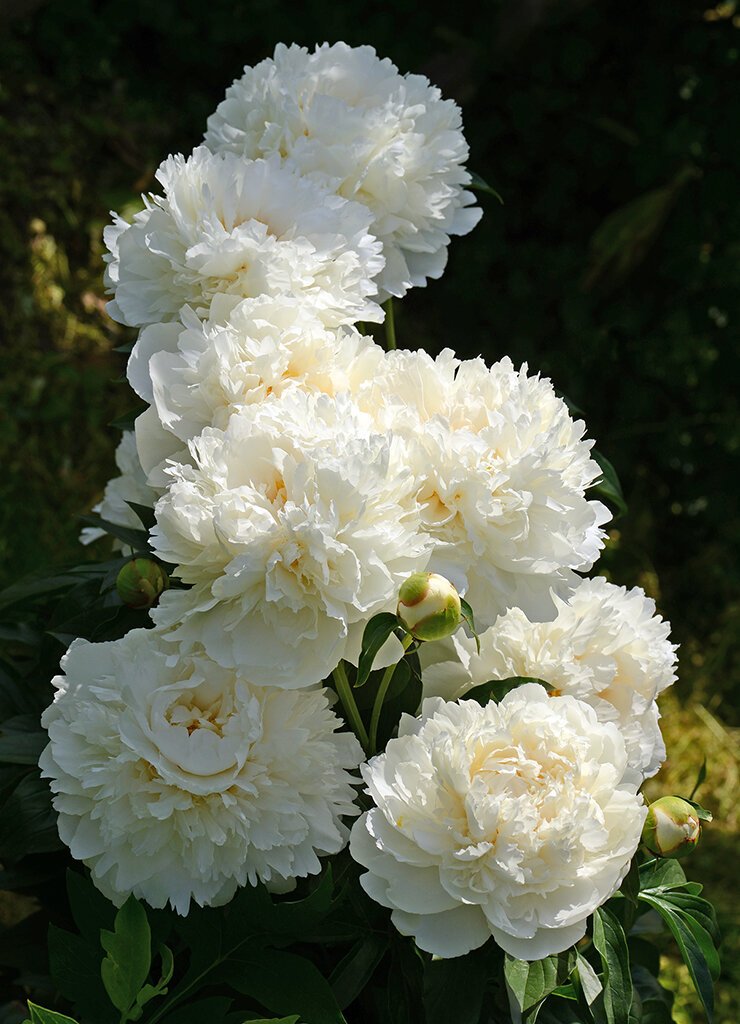 DSC_7031++.jpg