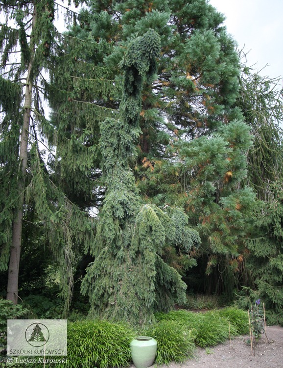 Picea_omorika_Pendula1_big.jpg